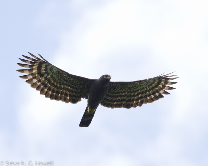 …and overhead we can scan for raptors such as this Black Hawk-Eagle.